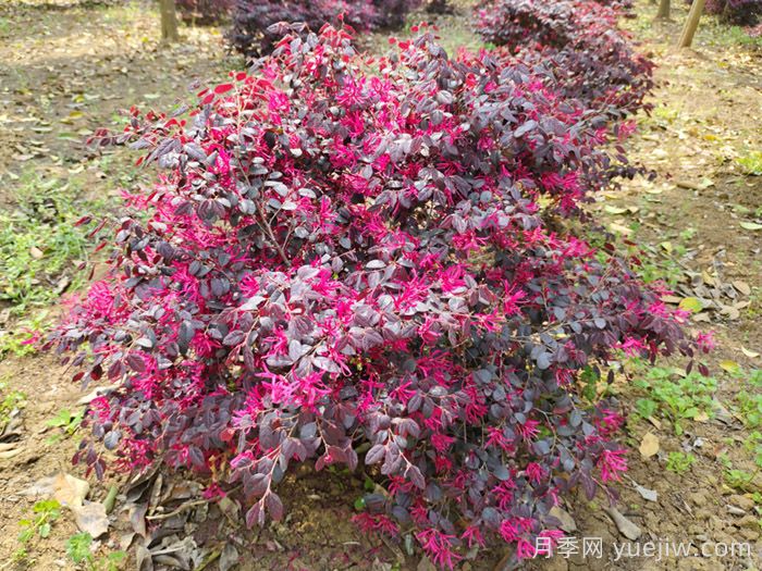 园林绿化首选的20种彩叶树种(图1)