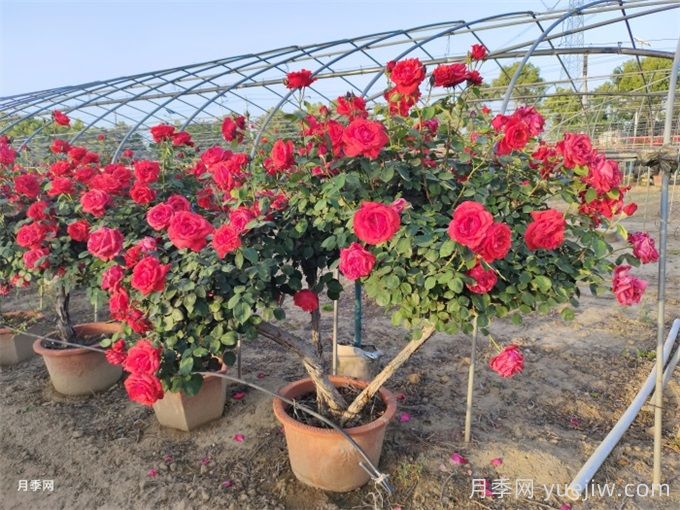 月季花的繁殖栽培和养护管理(图2) 月季花的繁殖栽培和养护管理(图2)