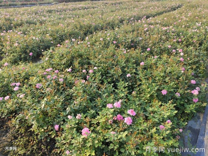 月季花怎么浇水和施肥?(图1) 月季花怎么浇水和施肥?(图1)