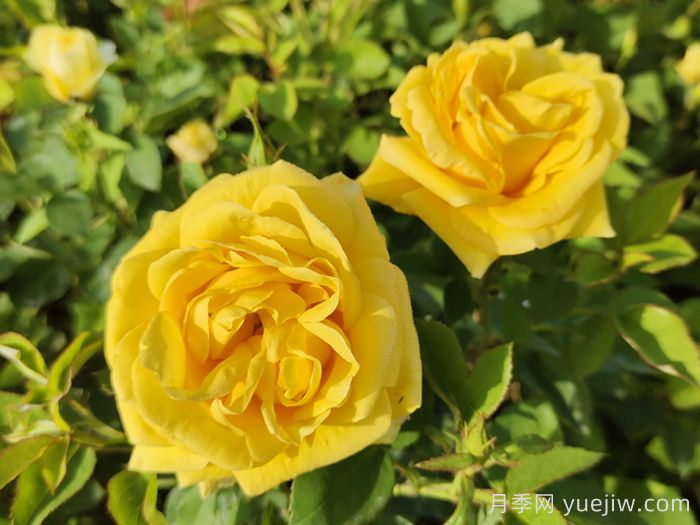 月季花对女人有什么好处？(图1)