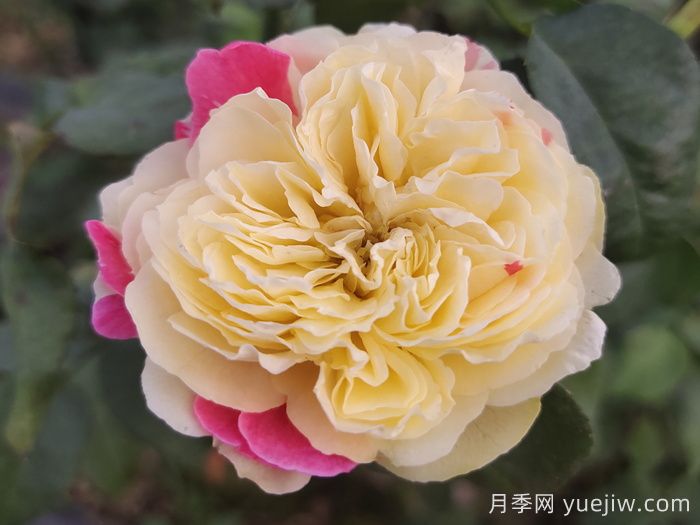 独具特色的风月月季哟哪些优缺点？(图1)