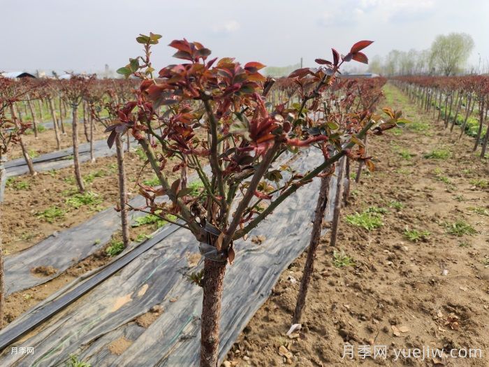 月季盲枝产生的原因分析，该如何养护多开花？(图1)