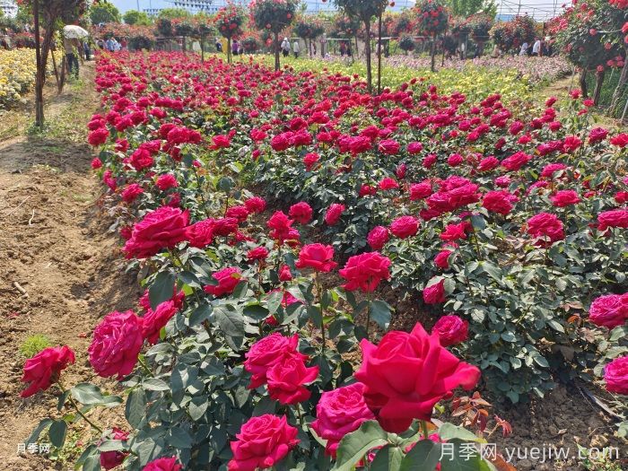地栽月季如何种?才能成活率高开花多(图1) 地栽月季如何种?才能成活率高开花多(图1)