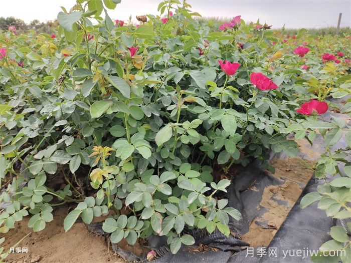 月季花的养殖方法(图1)