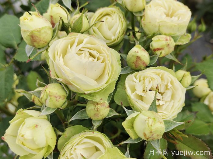 花友养奶油龙沙月季,花量多花色美(图1) 花友养奶油龙沙月季,花量多花色美(图1)