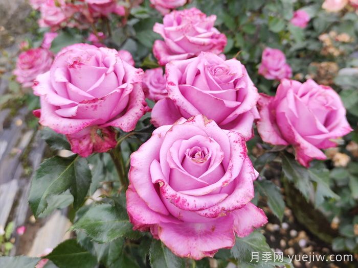 5个月季诗句和译文(图1)