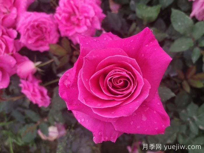 题月季，诗十三首(图1)