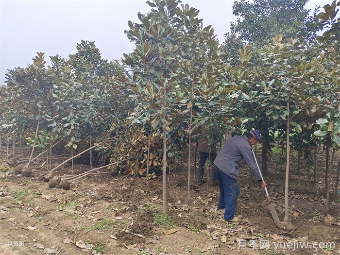 玉兰苗木繁殖方法、栽培管理及病虫害防治(图1)