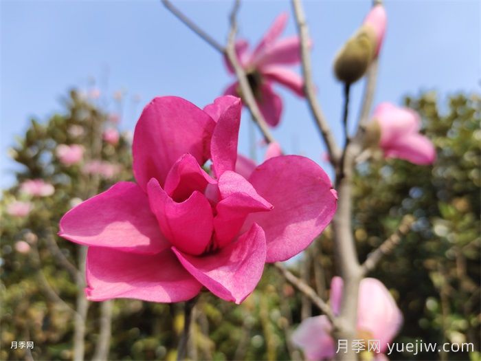 玉兰为何被称为望春花？(图1)