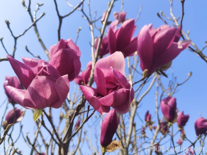 庭院栽上一棵玉兰花，花团锦簇满院飘香(图1)