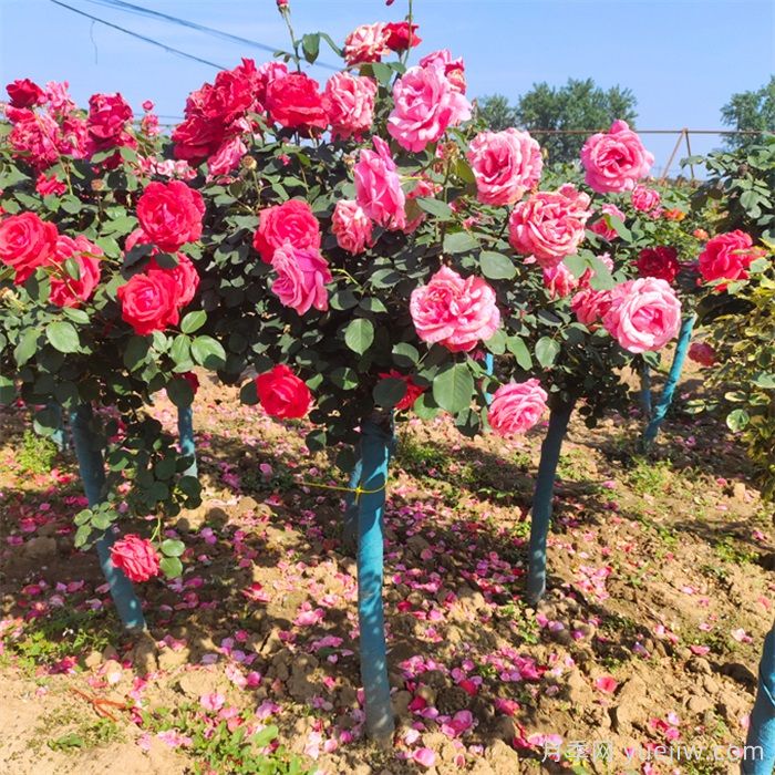 树状月季，换一个姿态美到你(图1)