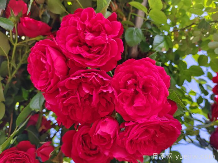 适合夏季的藤本月季品种，高温也能开花(图1)