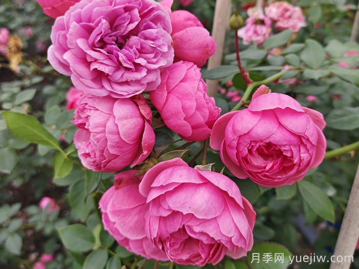 适合夏季的藤本月季品种，高温也能开花(图3)