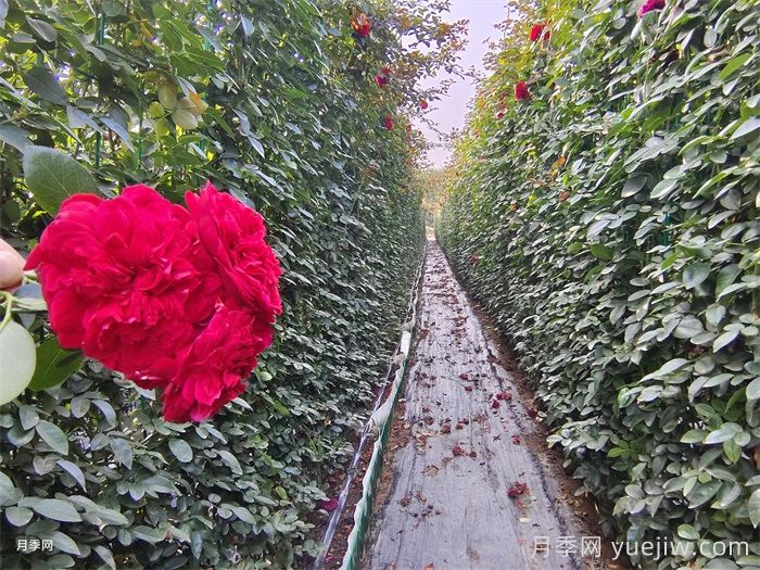 秋季藤本月季掌握好修剪和施肥，打造浪漫花墙(图2)