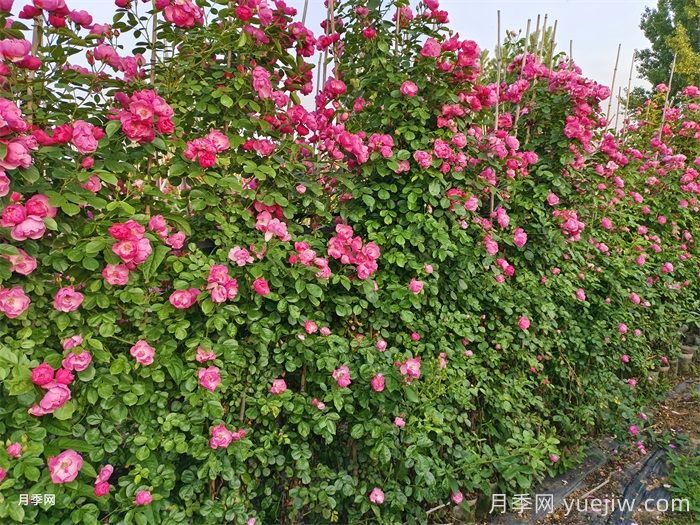 藤本月季不开花什么原因？可能是这6点(图1)