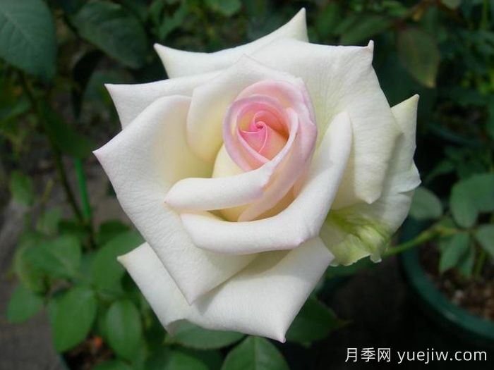 初恋月季(京成)(图1)