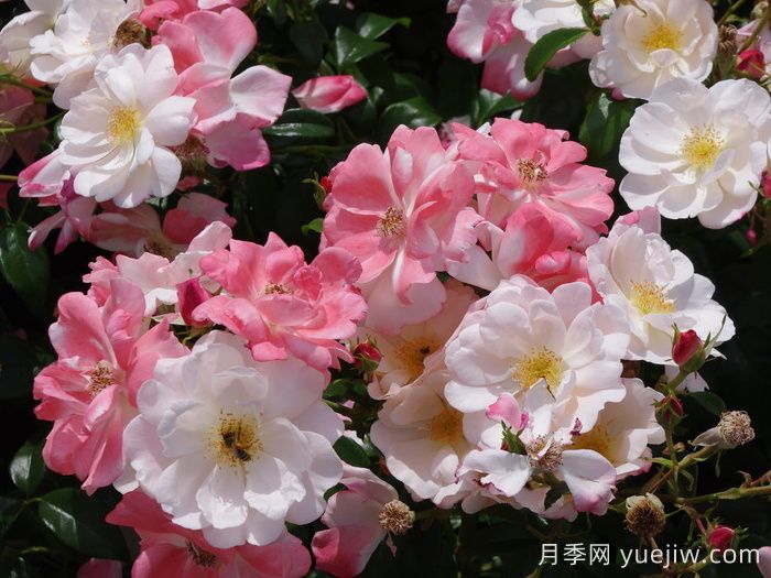 玫瑰浪漫月季/火蛋白石/蔷薇浪漫/格莱特(图2) 玫瑰浪漫月季/火蛋白石/蔷薇浪漫/格莱特(图2)