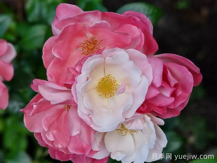 玫瑰浪漫月季/火蛋白石/蔷薇浪漫/格莱特(图1) 玫瑰浪漫月季/火蛋白石/蔷薇浪漫/格莱特(图1)