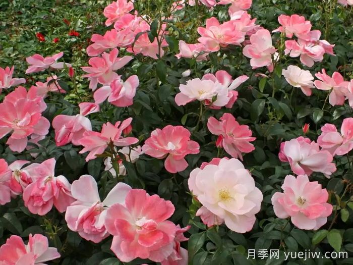 玫瑰浪漫月季/火蛋白石/蔷薇浪漫/格莱特(图3) 玫瑰浪漫月季/火蛋白石/蔷薇浪漫/格莱特(图3)