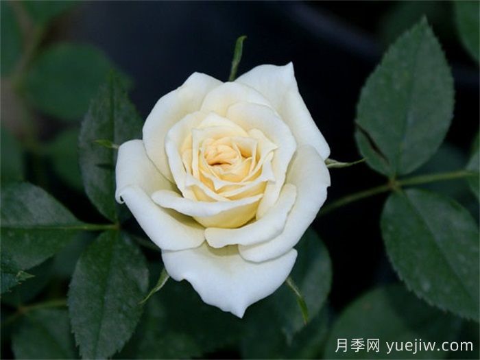 雪新娘月季(图1)