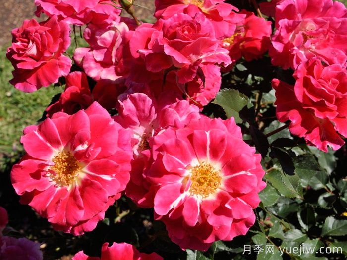 寂静人生月季/静物/游乐场(图1)