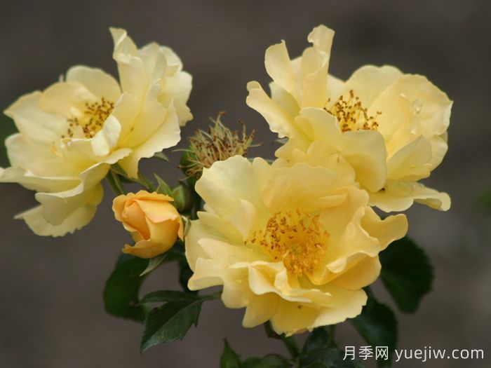 科洛马月季(图1)