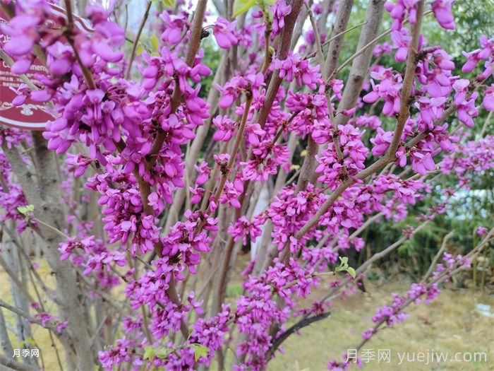苗木中紫薇树与紫荆树怎么分辨？(图2)