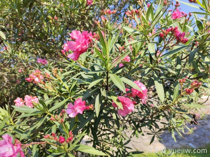 四类花木在庭院种植时要避开(图2)