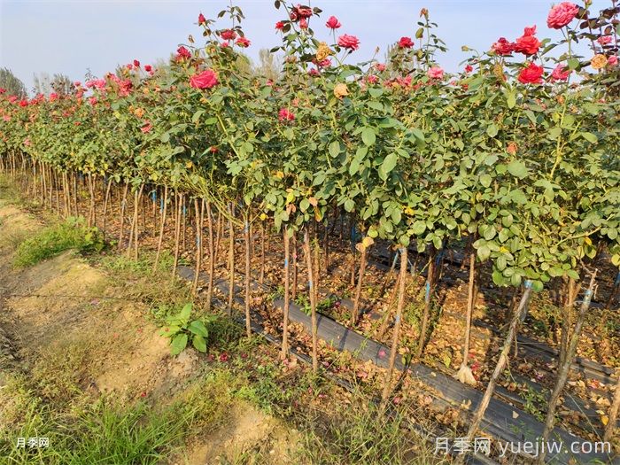 苗木移栽时容易被忽视的5个细节，决定苗木品质(图1)