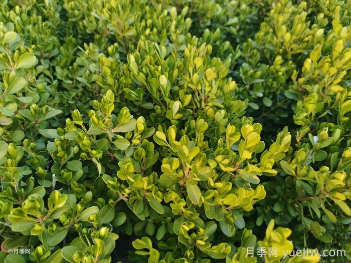 小叶黄杨小苗和大叶黄杨小苗的区别(图2)