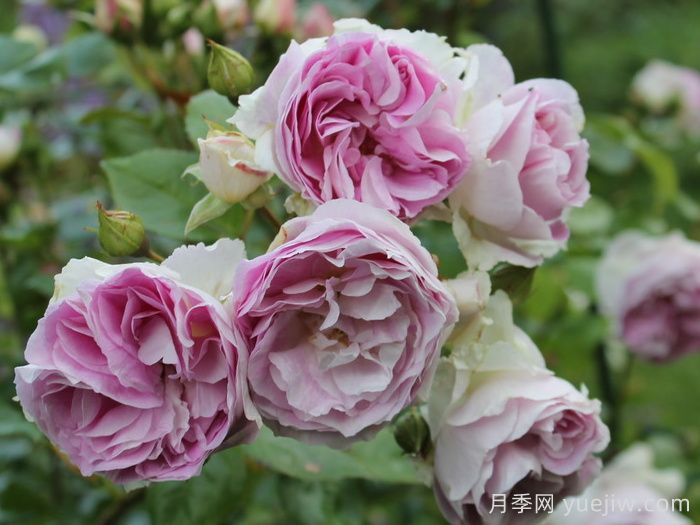 蓝宝石月季(丹陶)(图2)