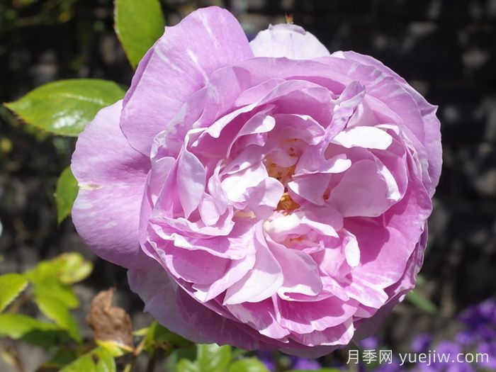 蓝宝石月季(丹陶)(图1)