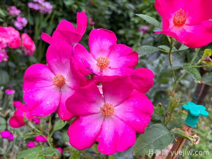 塔尔博特之家月季/塔伯特之家(图2)