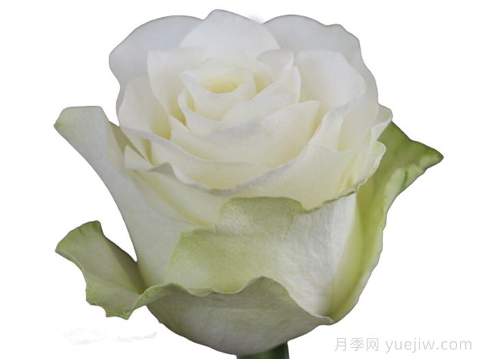 珍珠朱米莉亚月季/珍珠艾莎(图1)