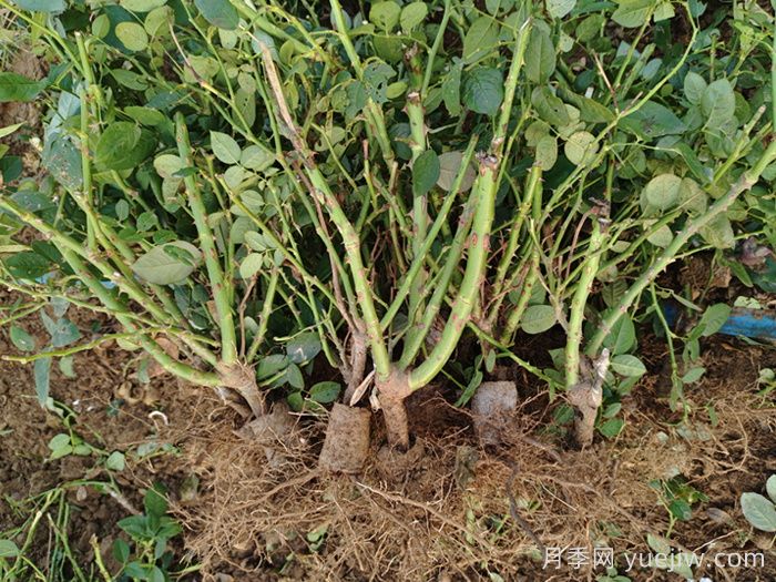 经过远距离运输的月季裸根苗，定植上盆办法详解(图2)