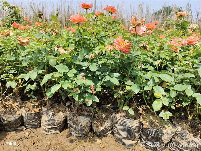 南北方种月季需要注意哪些要点？月季网来告诉你(图1)