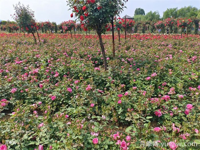 月季花的养殖方法和注意事项总结(图3)