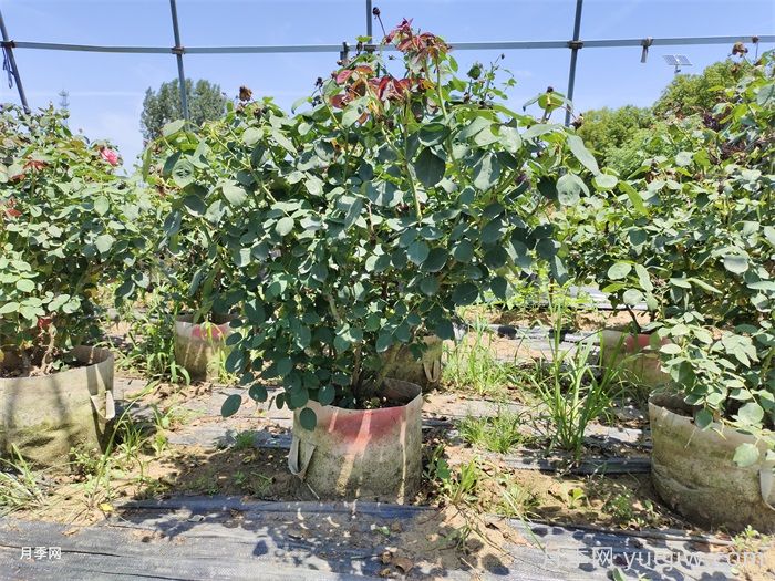 如何提高月季花苗成活率?方法为你列举(图1) 如何提高月季花苗成活率?方法为你列举(图1)