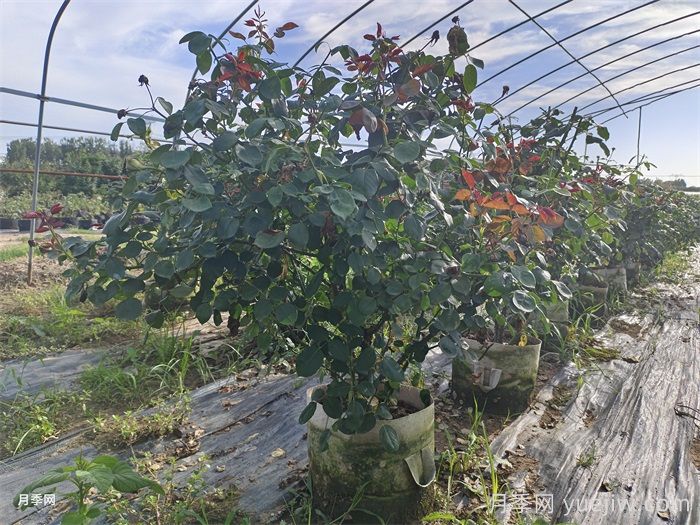 ​老龄月季更新如何修剪和保护芽？(图1)