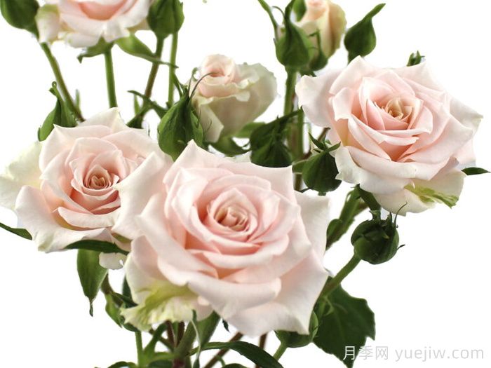 浪漫之花月季(图1)