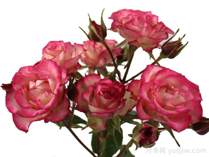 糖果之花月季(图1)