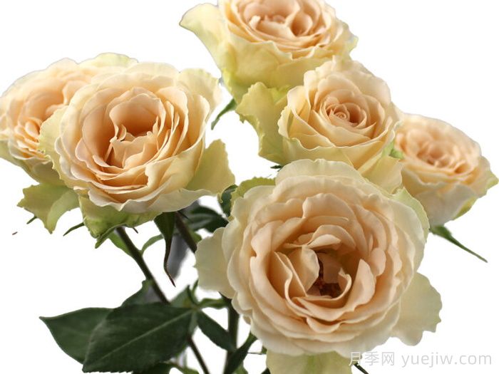 香槟之花月季(图1)