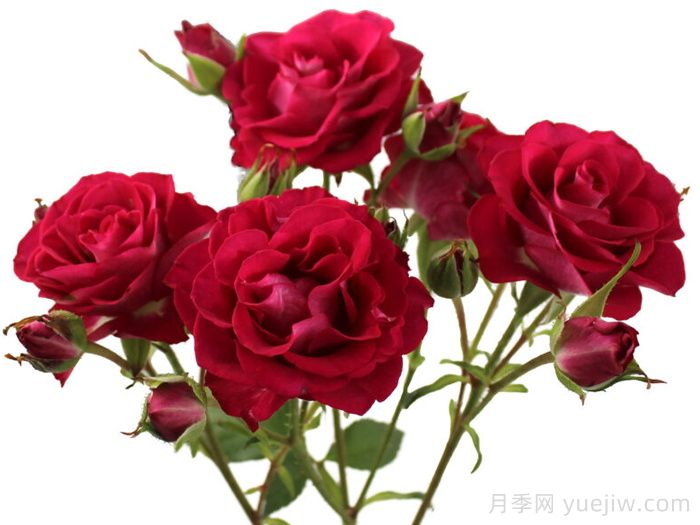 棒棒糖之花月季(图1)