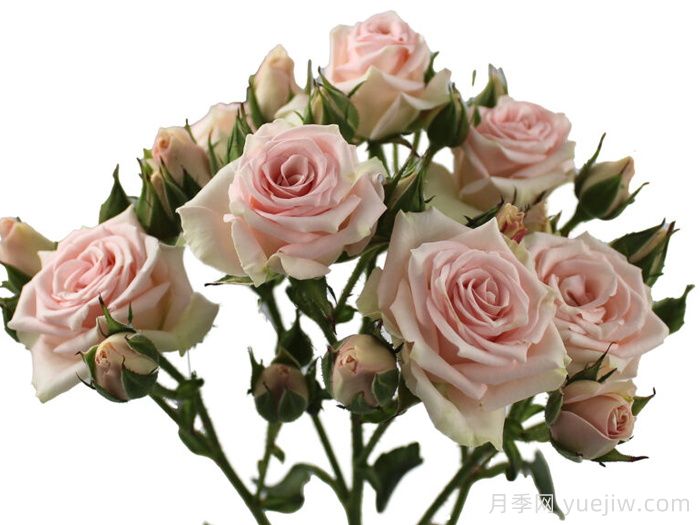 闪耀之花月季(图1)