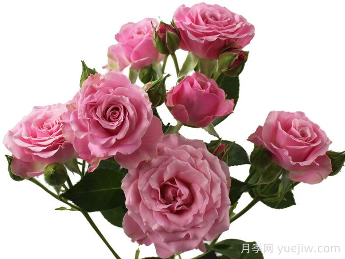 金星之花月季(图1)