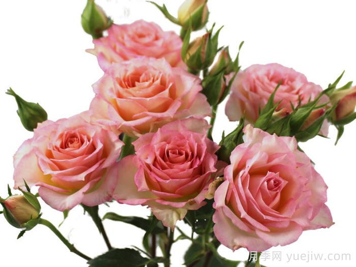 米娅之花月季(图1)