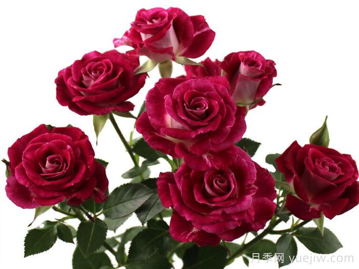 绝妙之花月季(图1)