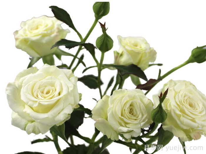 雪球之花月季(图1)