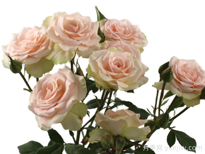 感谢之花月季(图1)