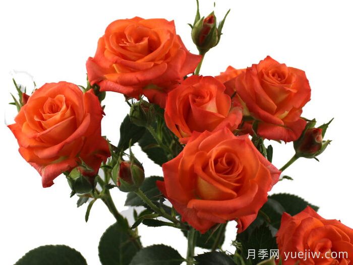 桔橙之花月季(图1)